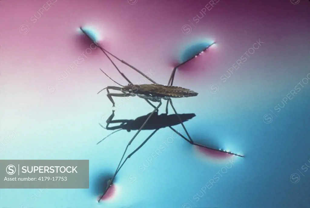 Water Strider demonstrates surface tension on water