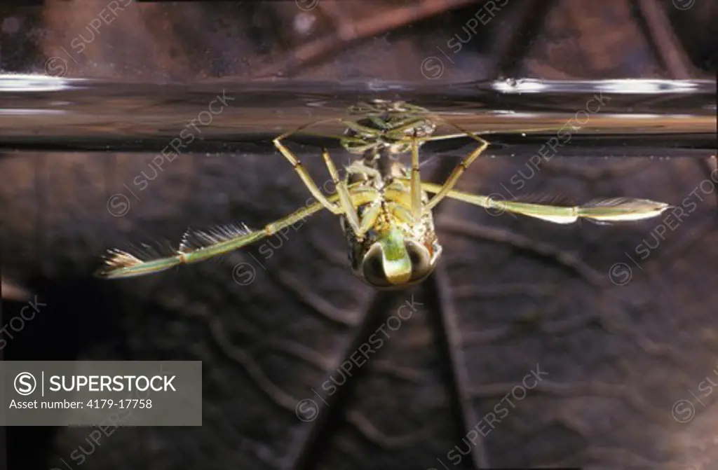 Backswimmer (Notonecta sp.) similar to Water Strider, OH