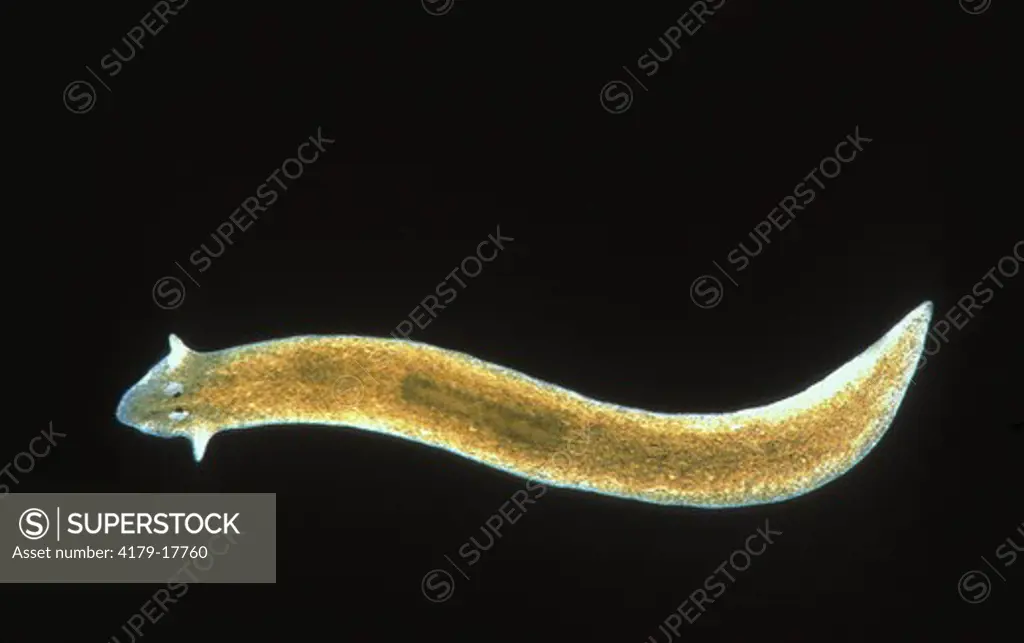 Brown Planaria (Flatworm) (Dugesia tigrina), fresh water Platyhelmenth