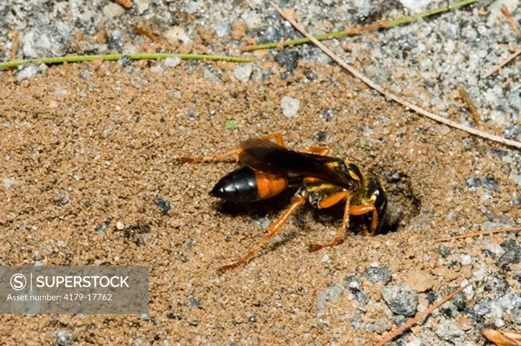Digger Wasp at her nest, South Mountains State Park, NC