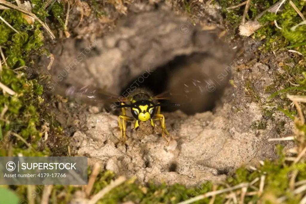 Eastern Yellowjacket (Vespula maculifrons) with mud ball for nest. Leech Lake, MN