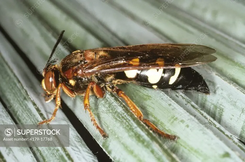 Cicada Killer Wasp (Sphecius speciosus) East Texas