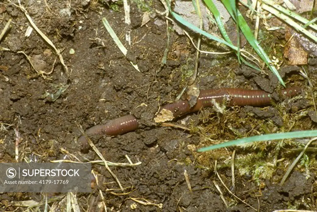 Earthworm (lumbricidae sp) NE, Pennsylvania