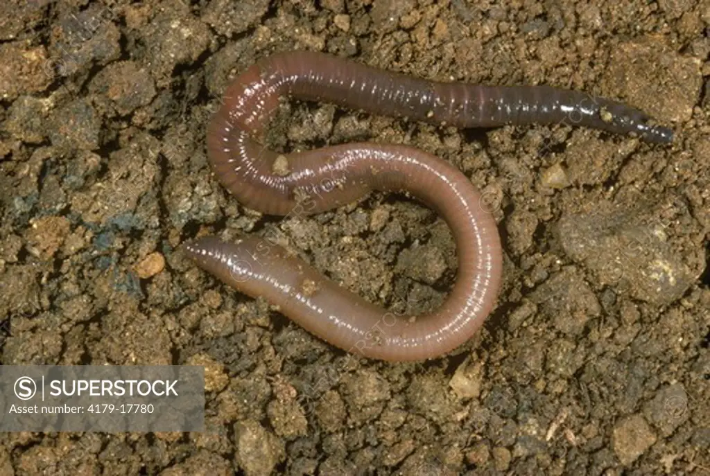 Earthworm (Lumbricus terrestris), NJ