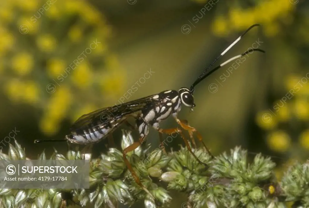 Female Wasp, (Hymenoptera) note Ovipositor, Florida