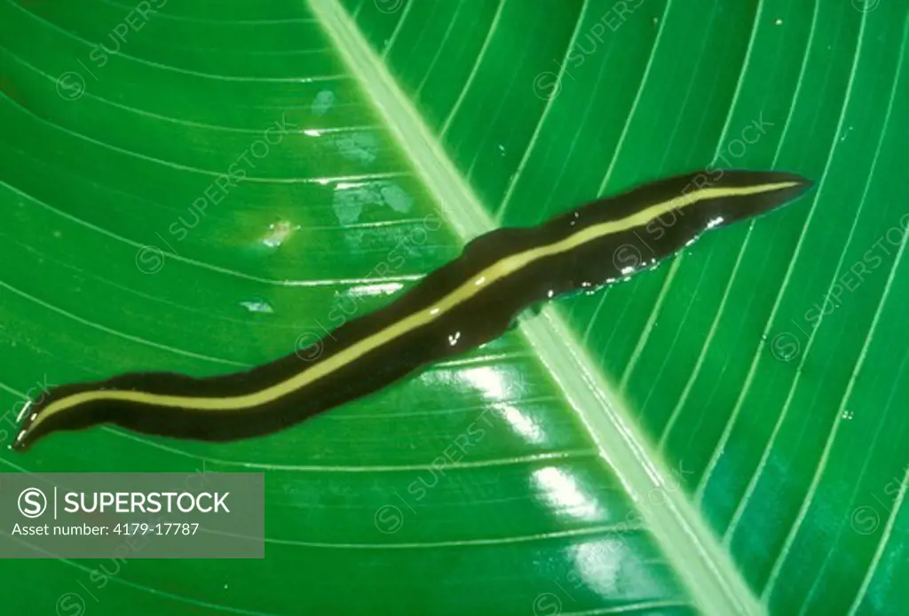 Terrestrial Flatworm Monteverde, Costa Rica