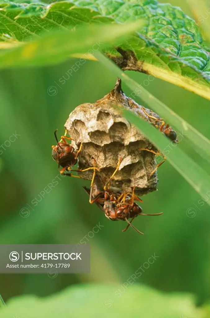 Paper Wasps building Nest, Dayton, OH (Polistes sp.)