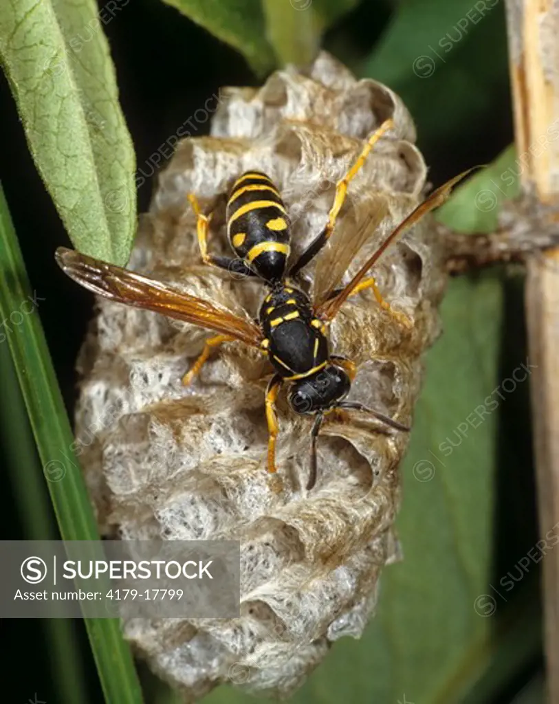 Field wasp on small nest, suspended on stem (Polistes sp) Germany