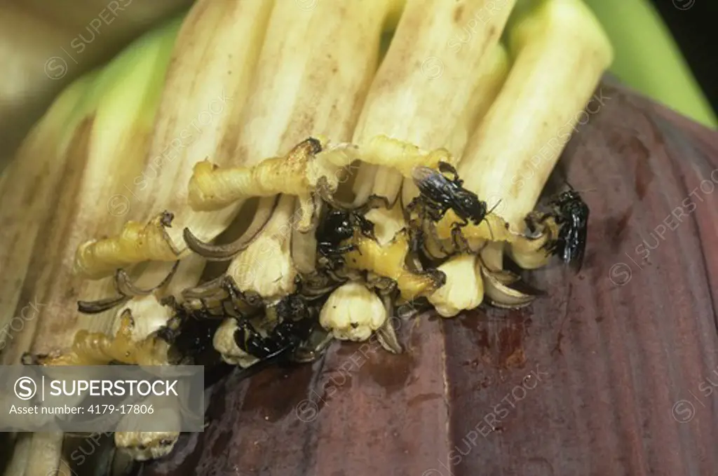 Wasps pollinating Banana Flowers (Musa sp.), Belize