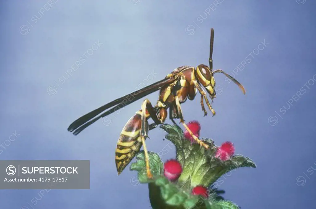 Paper Wasp (Polistes sp) USA