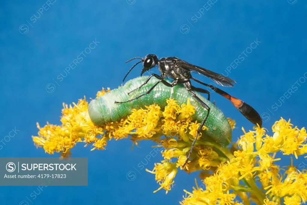 Thread-waisted Wasp aka Caterpillar Wasp (Sphex urnarius) attacks Larva