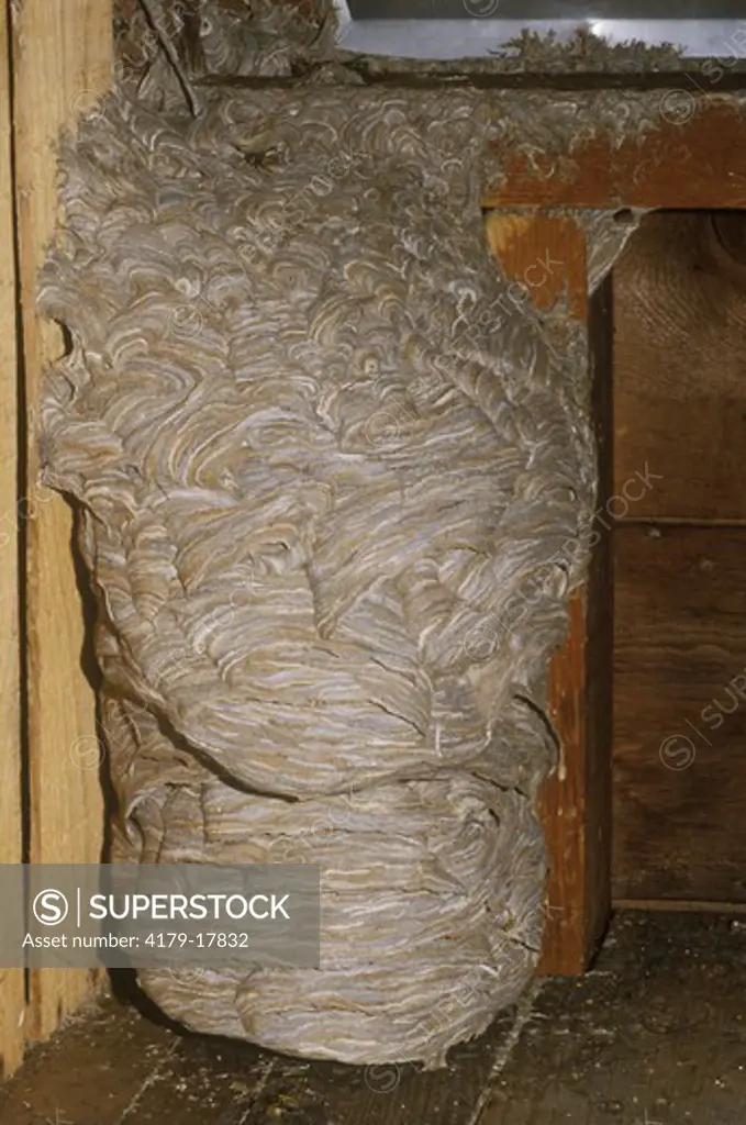 Yellowjacket Wasp Nest in Attic (Vespula sp.), La Crosse, WI