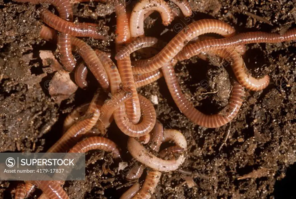 Earthworms in Compost Pile, close up, Emmet, Michigan, decomposition