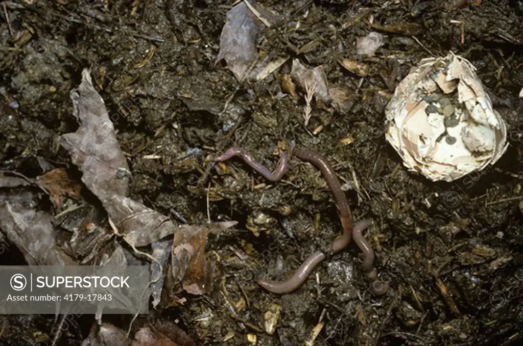 Compost with Earthworms, Ithaca, New York