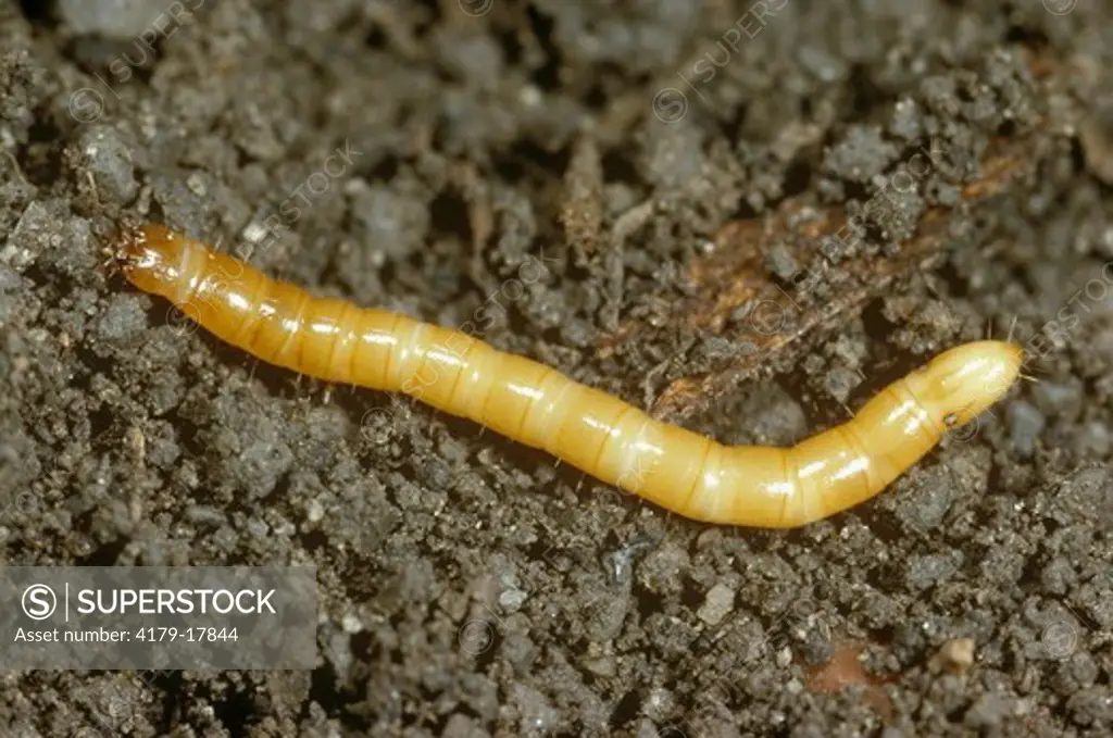 Wireworm (Melanotus sp.) Ithaca, NY