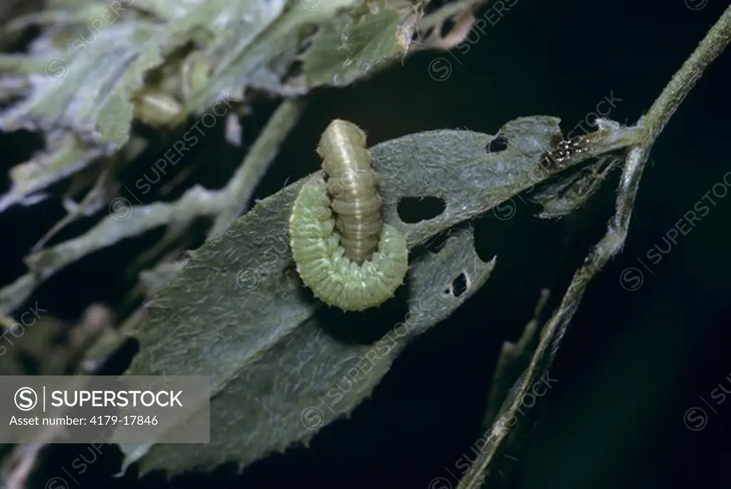 Alfalfa Weevil Larvae Healthy Light Green Larva & Diseased Larva/Ithaca, NY
