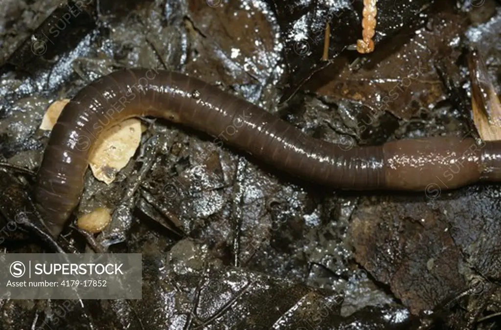 Earthworm (Lumbricus terrestris) Ithaca, NY