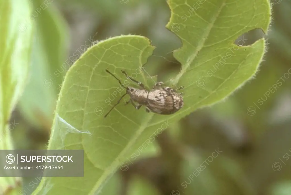 Obscure Root Weevil (Sciopithes obscurus), Rhododendron Pest