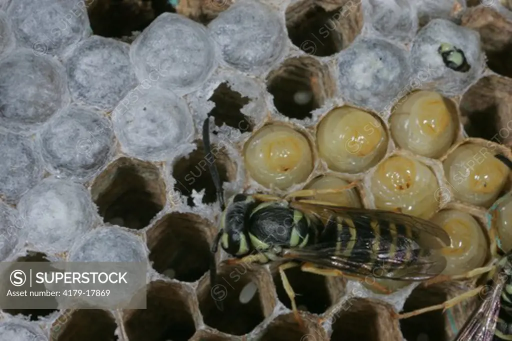 Eastern Yellowjacket (Vespula maculifrons) nest all life history stages - egg, larva, pupa, adult Philadelphia, PA