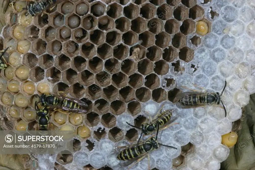 Eastern Yellowjacket (Vespula maculifrons) nest with all life stages egg, larva, pupa, adult Philadelphia, PA