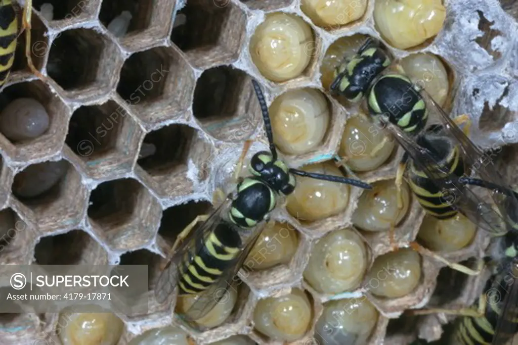 Eastern Yellowjacket (Vespula maculifrons) nest with all life stages egg, larva, pupa, adult Philadelphia, PA