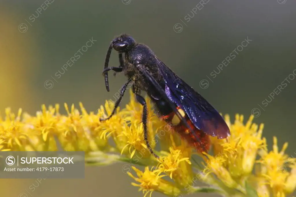 Digger Wasp (Scolia dubia) cleaning antenna on goldenrod Ft. Washington S.P., PA