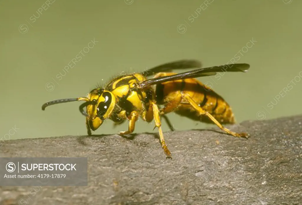 Vespid Wasp (F: Vespidae O: Hymenoptera) LA