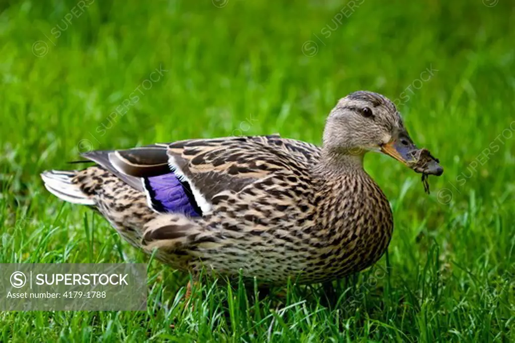 Mallard Duck (Anas platyrhynchos) female, Billings, Montana