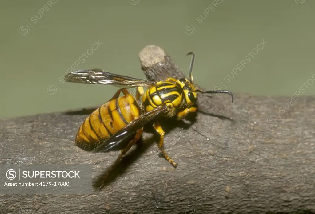Vespid Wasp (F: Vespidae O: Hymenoptera) LA