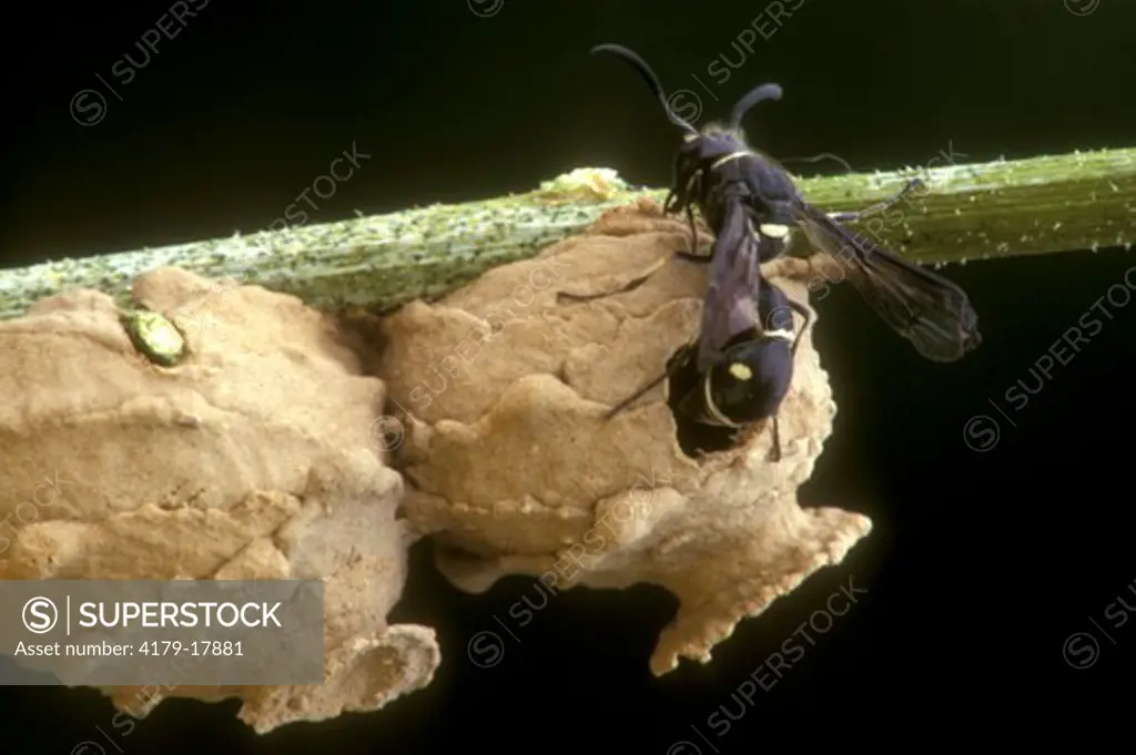 Potter Wasp (Eumenes fraternus) Emerging