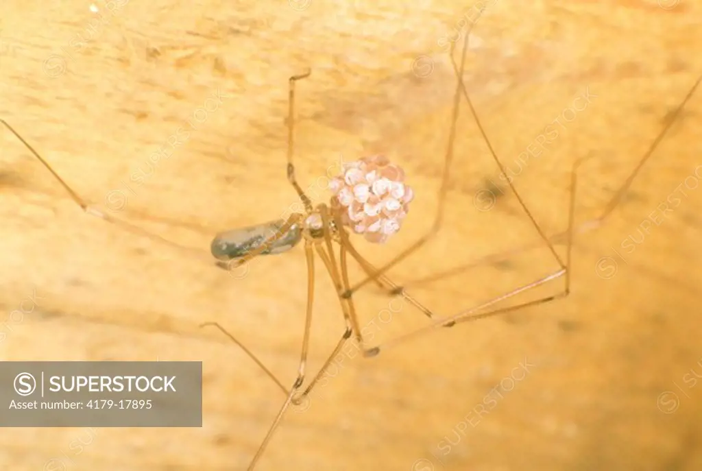 Daddy Longlegs Spider (Pholcus phalangioides) carrying egg sac in jaws