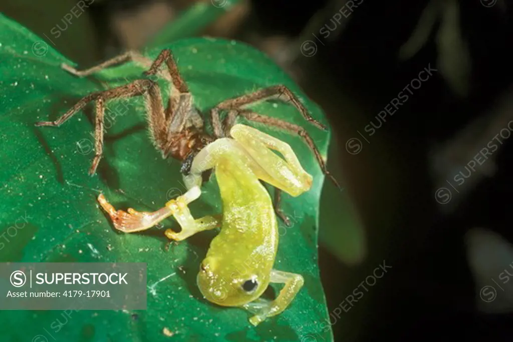 Frog-eating Spider (Cupiennus sp.) eating Glass Frog, Monteverde, Costa Rica
