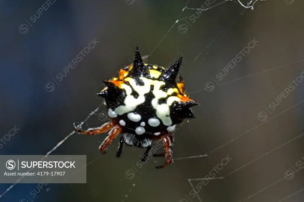 Spiny Spider (Araneidae: Gasteracantha minax) Working on web, Jarrah forest, Dwellingup, Western Australia, December Note: Spiny spiders are wheel-web weaving spiders