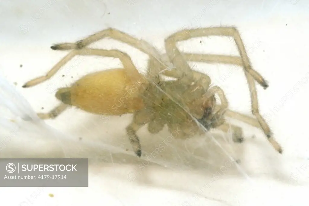 Yellow sac Spider poisonous house dweller - Ithaca, NY (Chiracanthium mildei)
