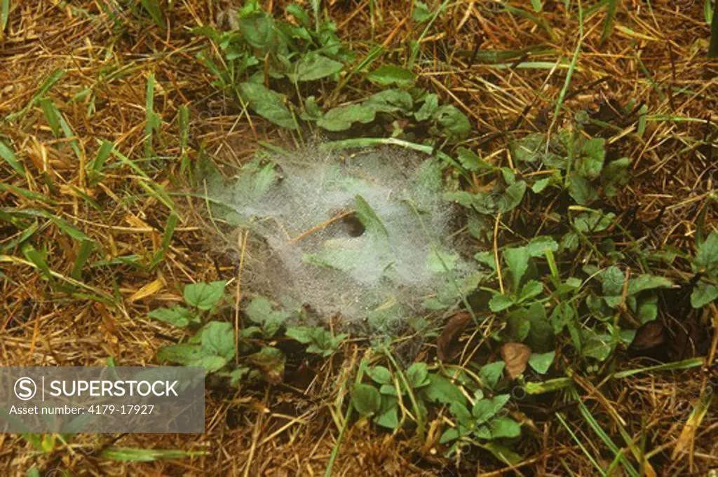Web made by Funnelweb Spider, Maine