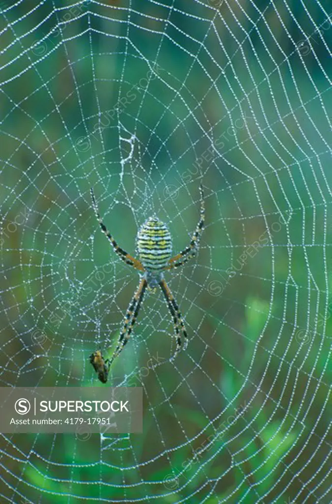 Banded Argiope Spider on Web (Argiope trifasciata)