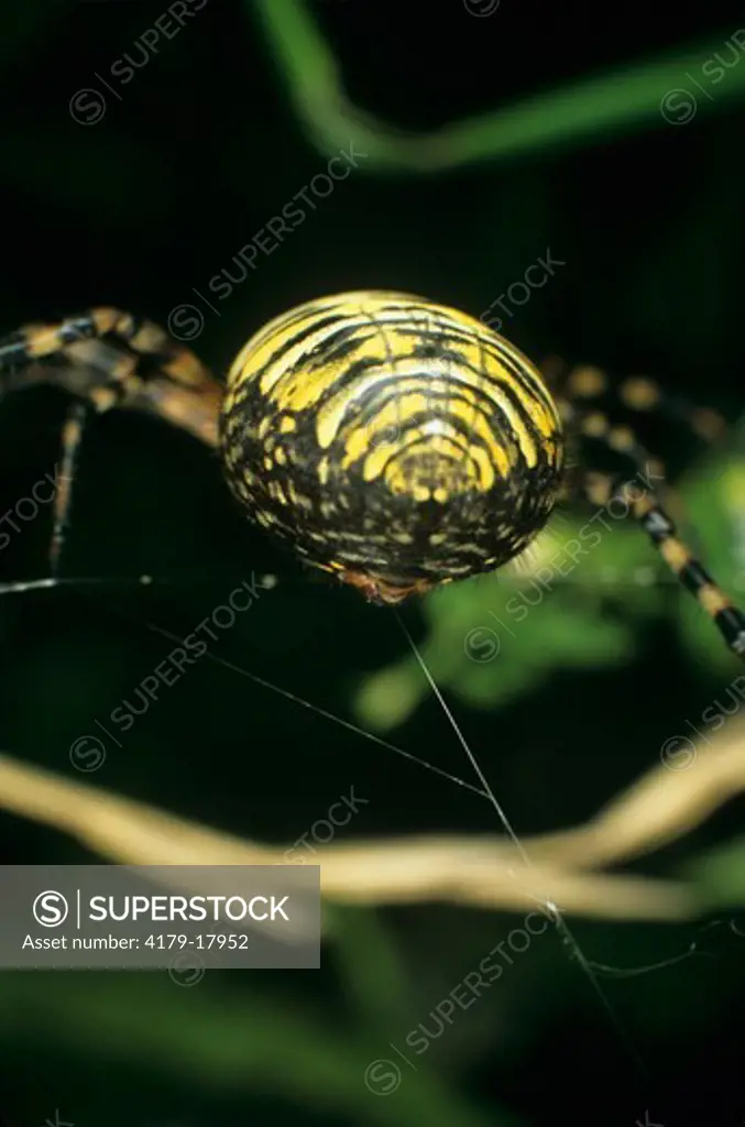 Banded Argiope Spider, silk coming from Spinnerets (Argiope trifasciata)