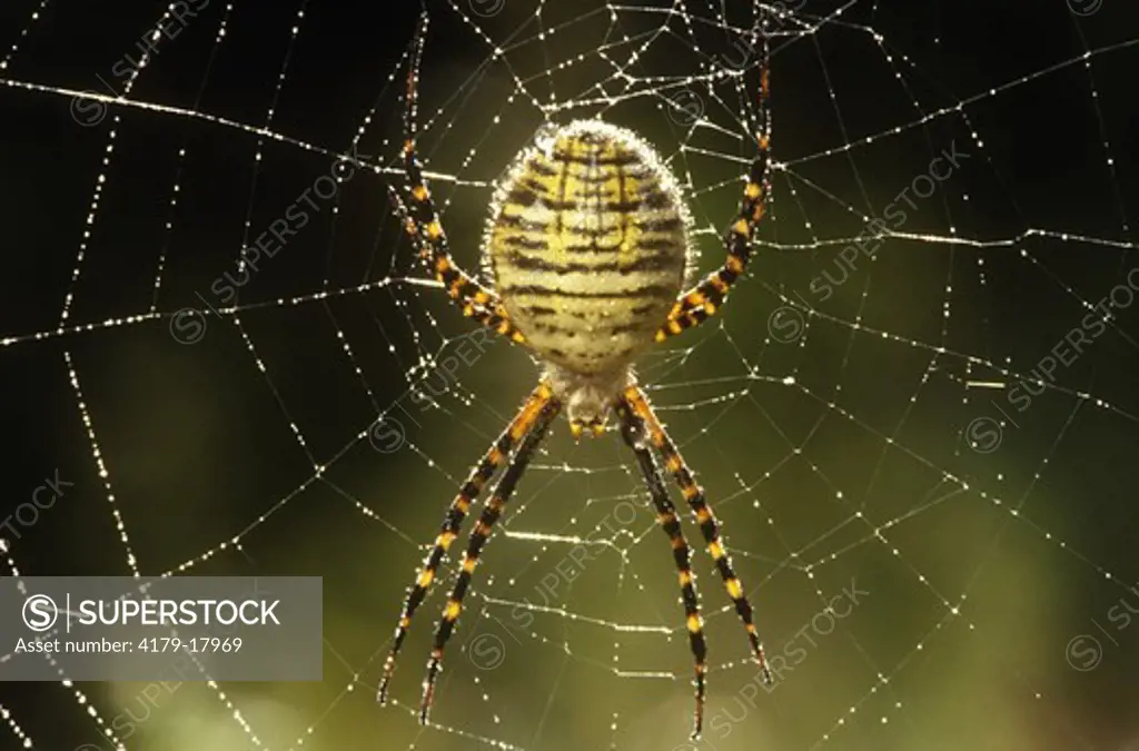 Banded Argiope Orb Weaver Spider Sacrborough - Ontario
