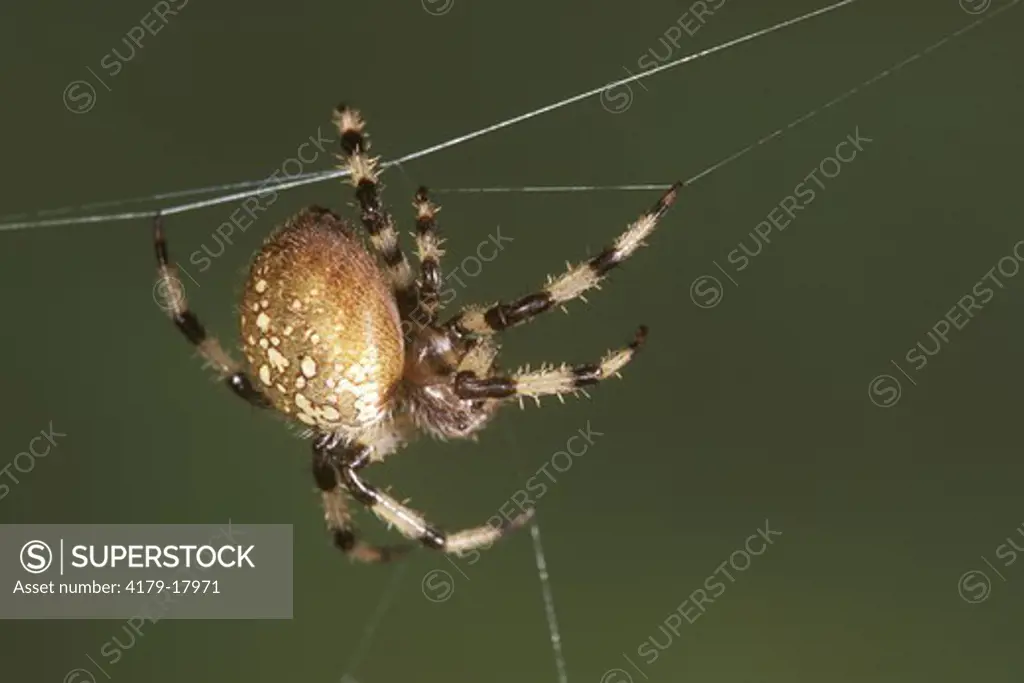 Shamrock Argiope Spider (Araneus trifolium) Scarborough - Ontario