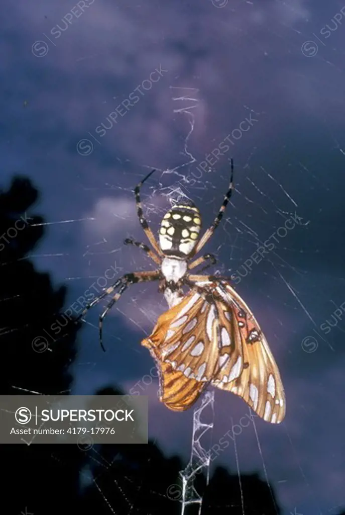 Black & Yellow Argiope spider (Argiope aurantia) with trapped butterfly
