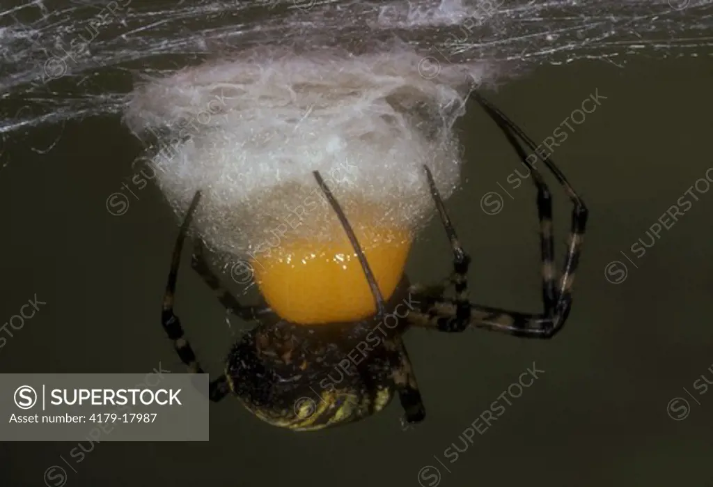 Banded Argiope Laying Eggs Canada
