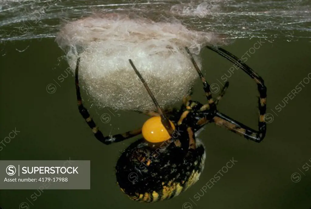 Banded Argiope Laying Eggs on Silken Cushion, Canada
