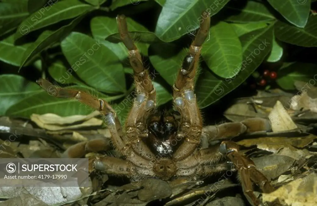 King Baboon Spider (Citharischius crawshayi)  Threat Display, Africa