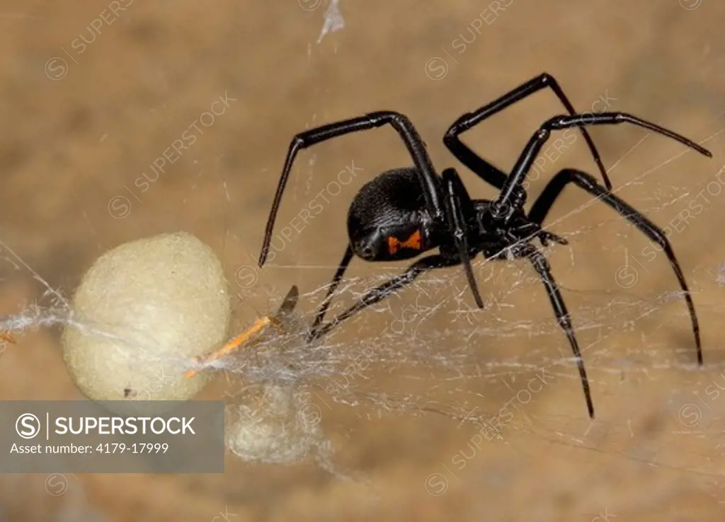 Female Black Widow with her egg sac (Latrodectus species), western United States