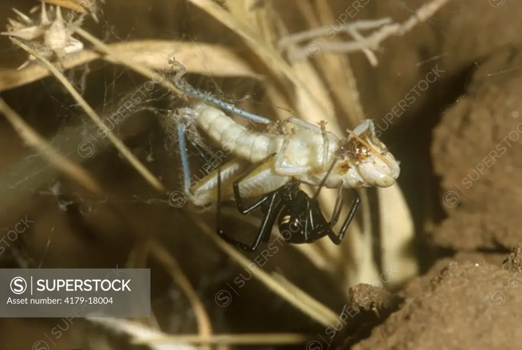 Black Widow Spider catching Grasshopper (Latrodectus mactans), TX, venomous