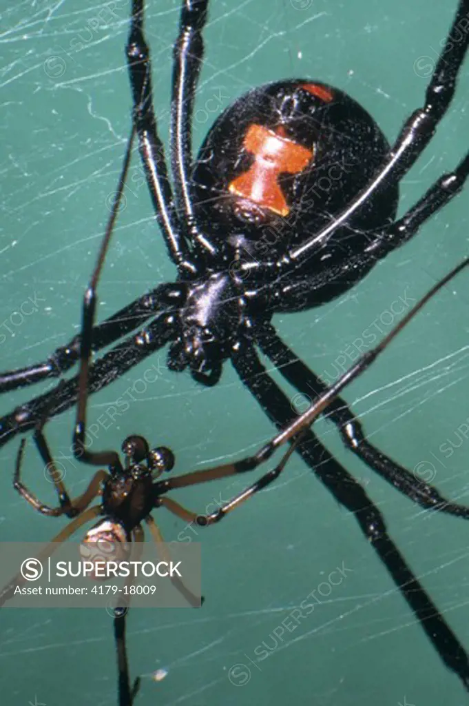 Black Widow Spider, tiny m. warily approaches female (Latrodectus mactans)
