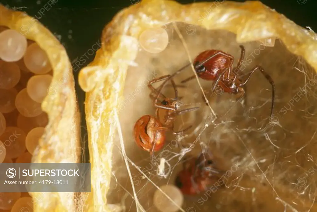 Black Widow Spider Egg Sac with hatching Young  (Latrodectus mactans)