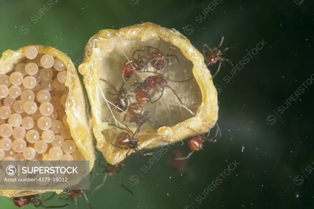 Black Widow Spider Egg Sac opened to show Eggs & Young   (Latrodectus mactans)