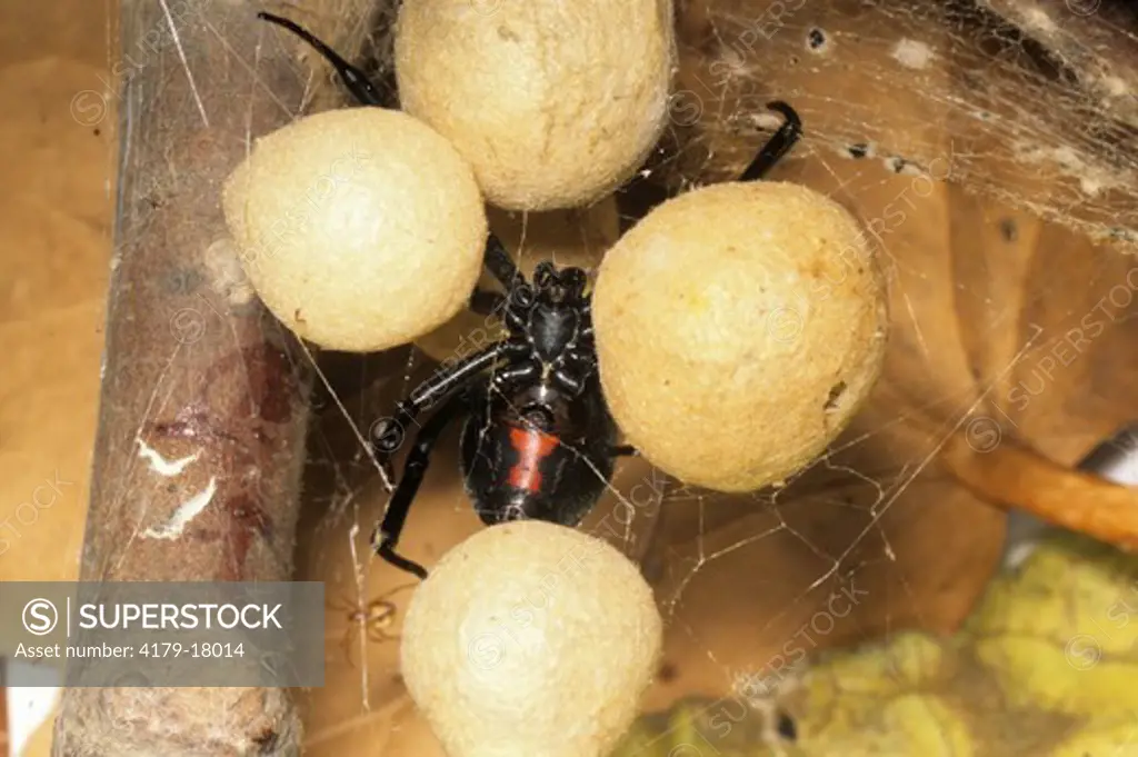 Black Widow Spider female with egg cases (Latrodectus mactans)