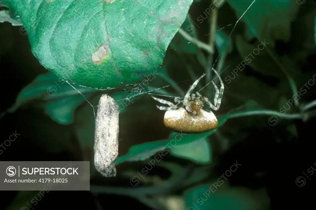 Bola Spider & Wrapped Moth Prey (Mastophora bisaccata) Hutcheson Forest, New Jersey
